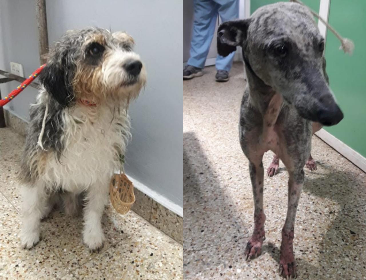 Perritos perdidos por la tormenta: buscan ayuda para contener a dos cachorros